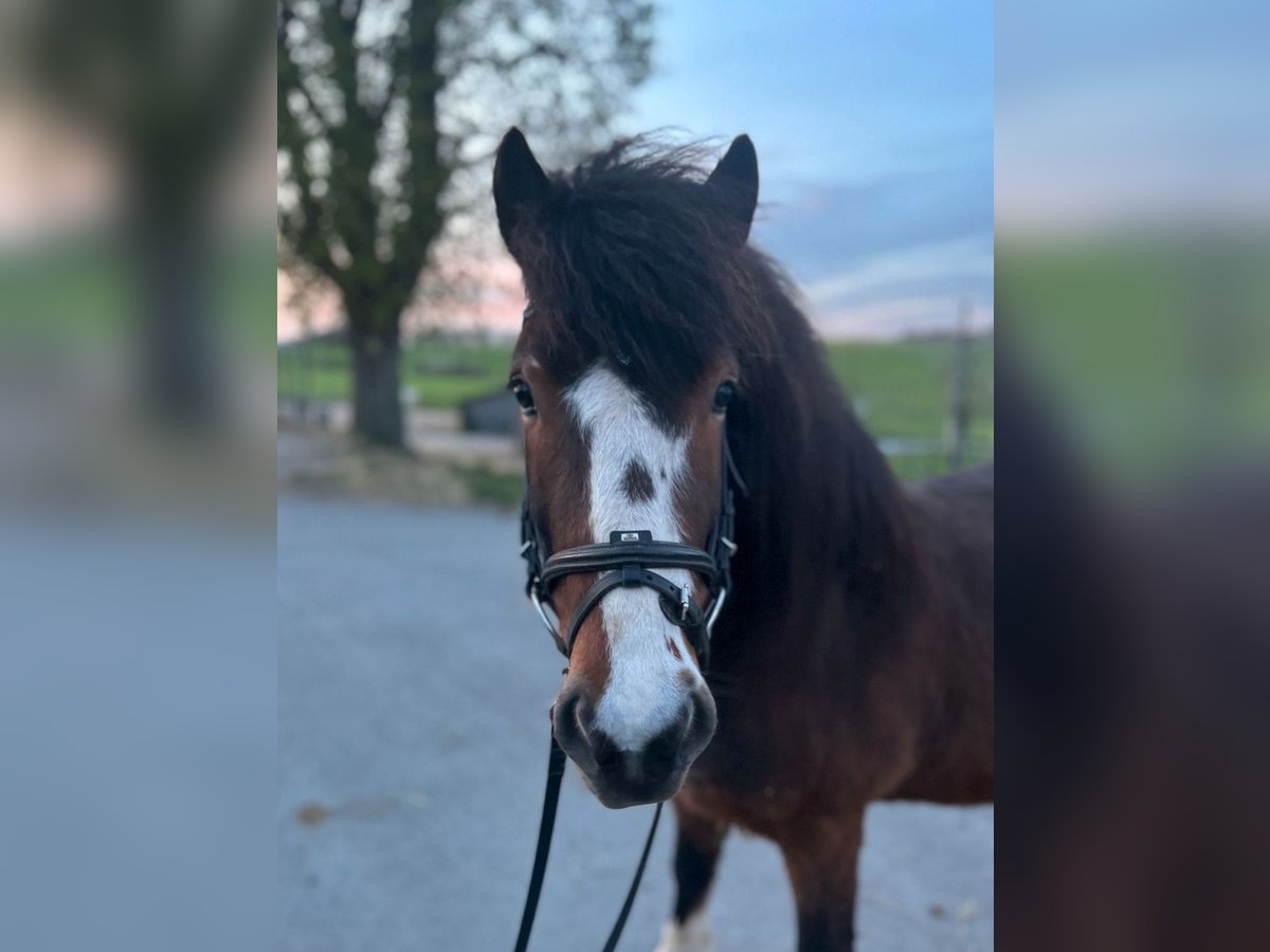 Icelandic Horse Gelding 6 years 13 hh Brown in Stimpfach
