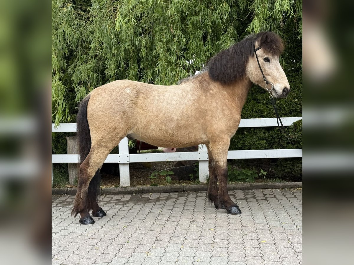 Icelandic Horse Gelding 6 years 13,1 hh Buckskin in Lochen am See