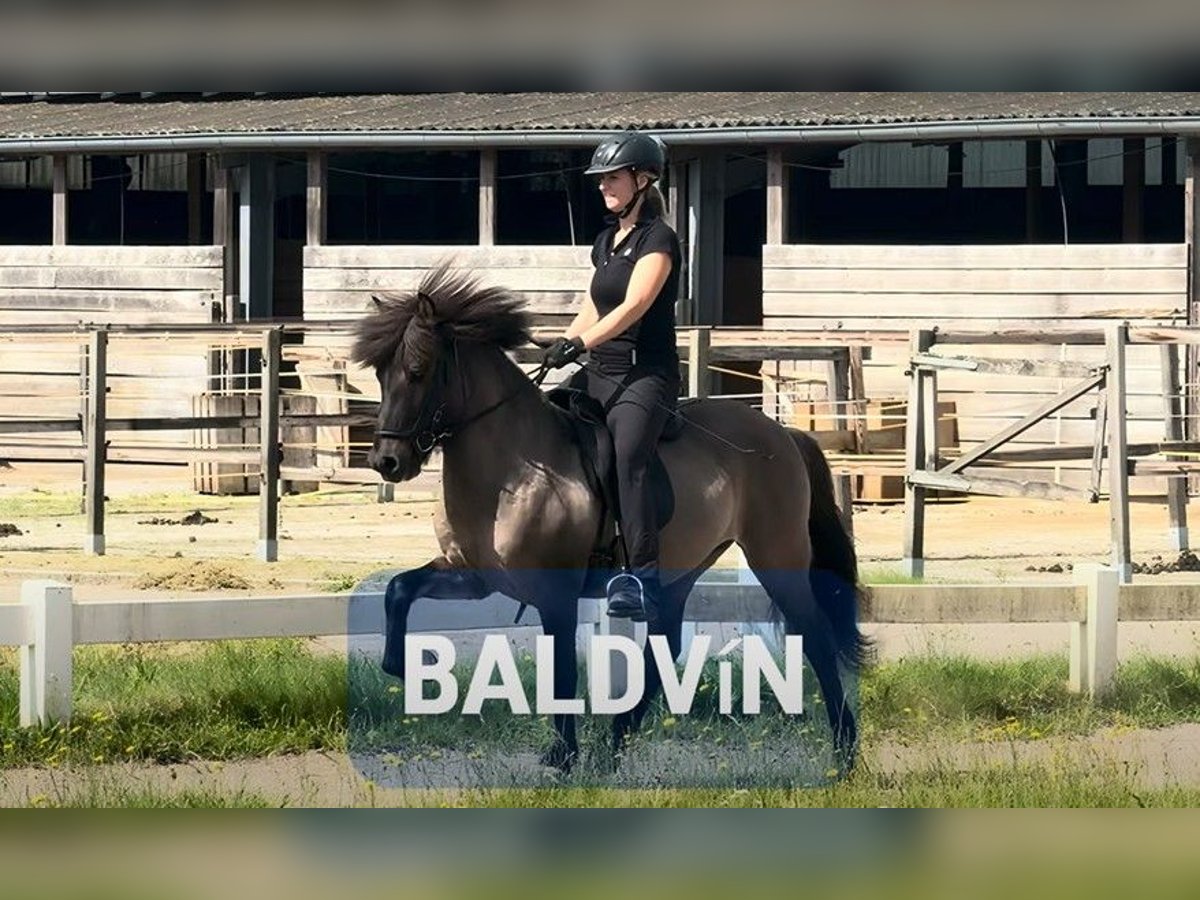 Icelandic Horse Gelding 6 years 13,1 hh in Schneverdingen
