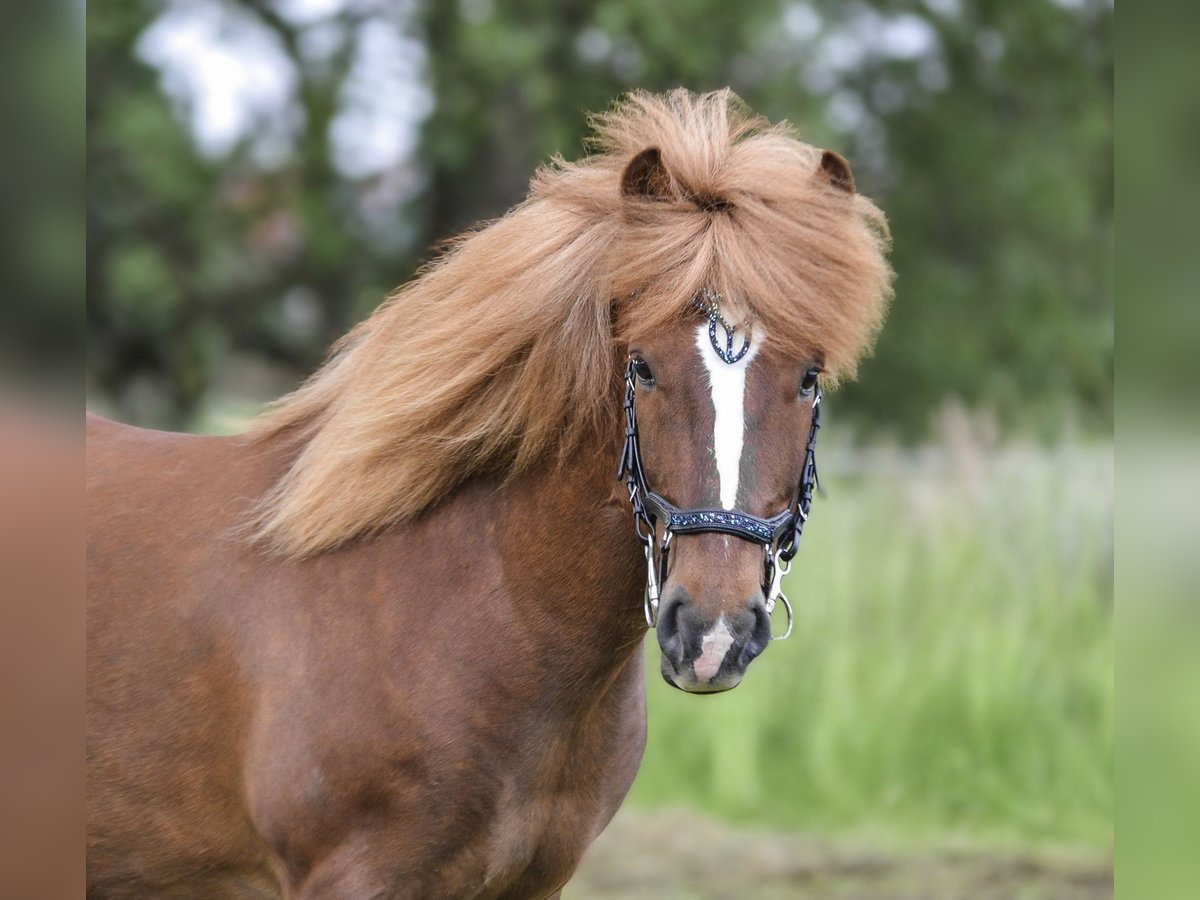Icelandic Horse Gelding 6 years 13,2 hh Chestnut in Kaufungen