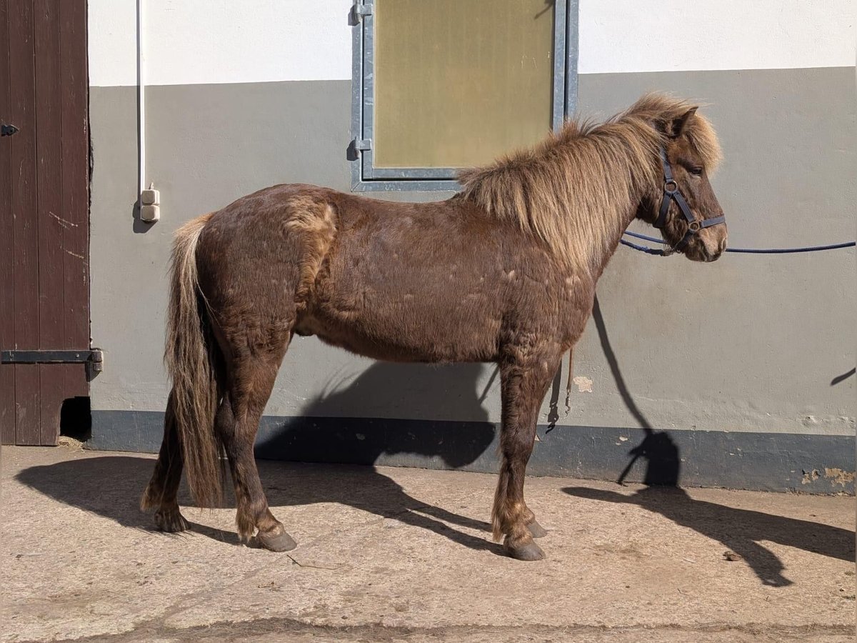 Icelandic Horse Gelding 6 years 13,2 hh in Soltau