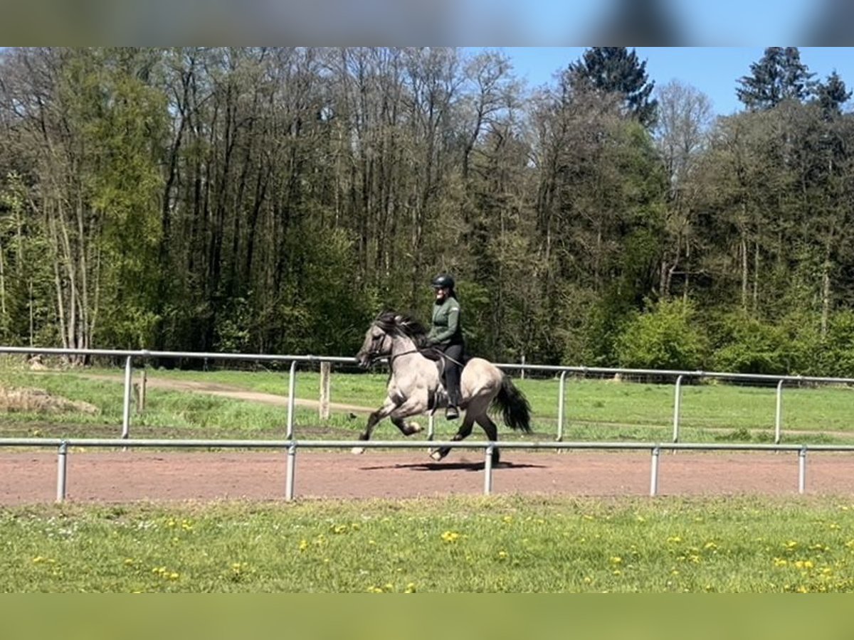 Icelandic Horse Gelding 6 years 13,3 hh Dun in Soltau
