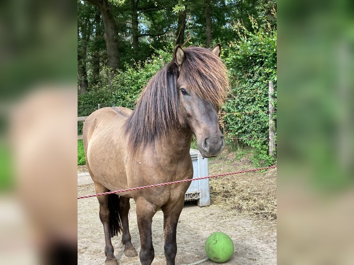 Icelandic Horse Gelding 6 years 13,3 hh Grullo in Leuvenheim Icelandic Horse Gelding 6 years 13,3 hh Grullo in Leuvenheim