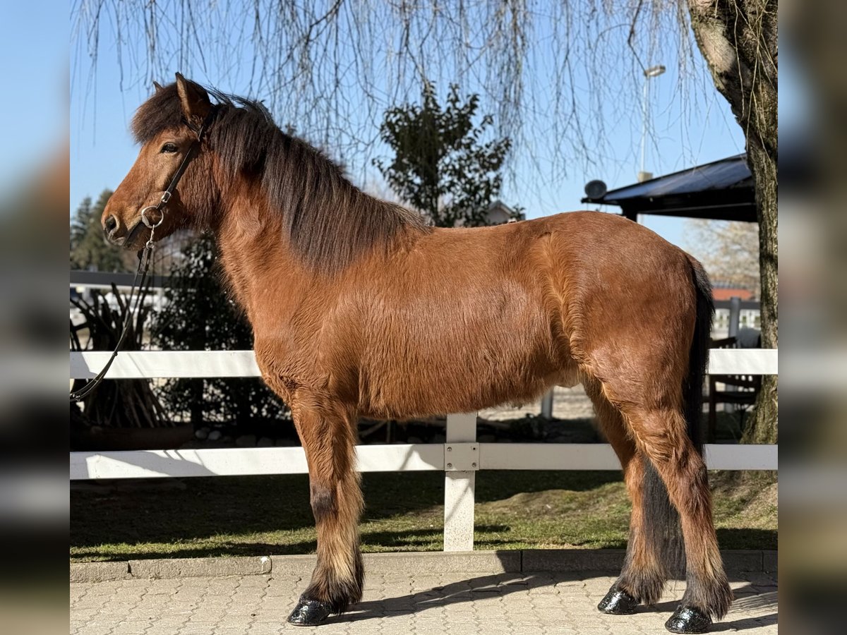 Icelandic Horse Gelding 6 years 14,1 hh Brown in Lochen am See