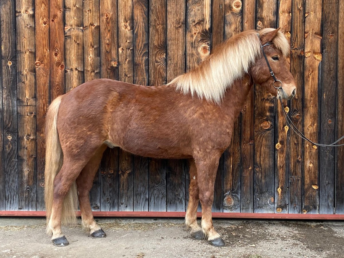 Icelandic Horse Gelding 6 years 14,1 hh Chestnut-Red in St. Ulrich am Pillersee