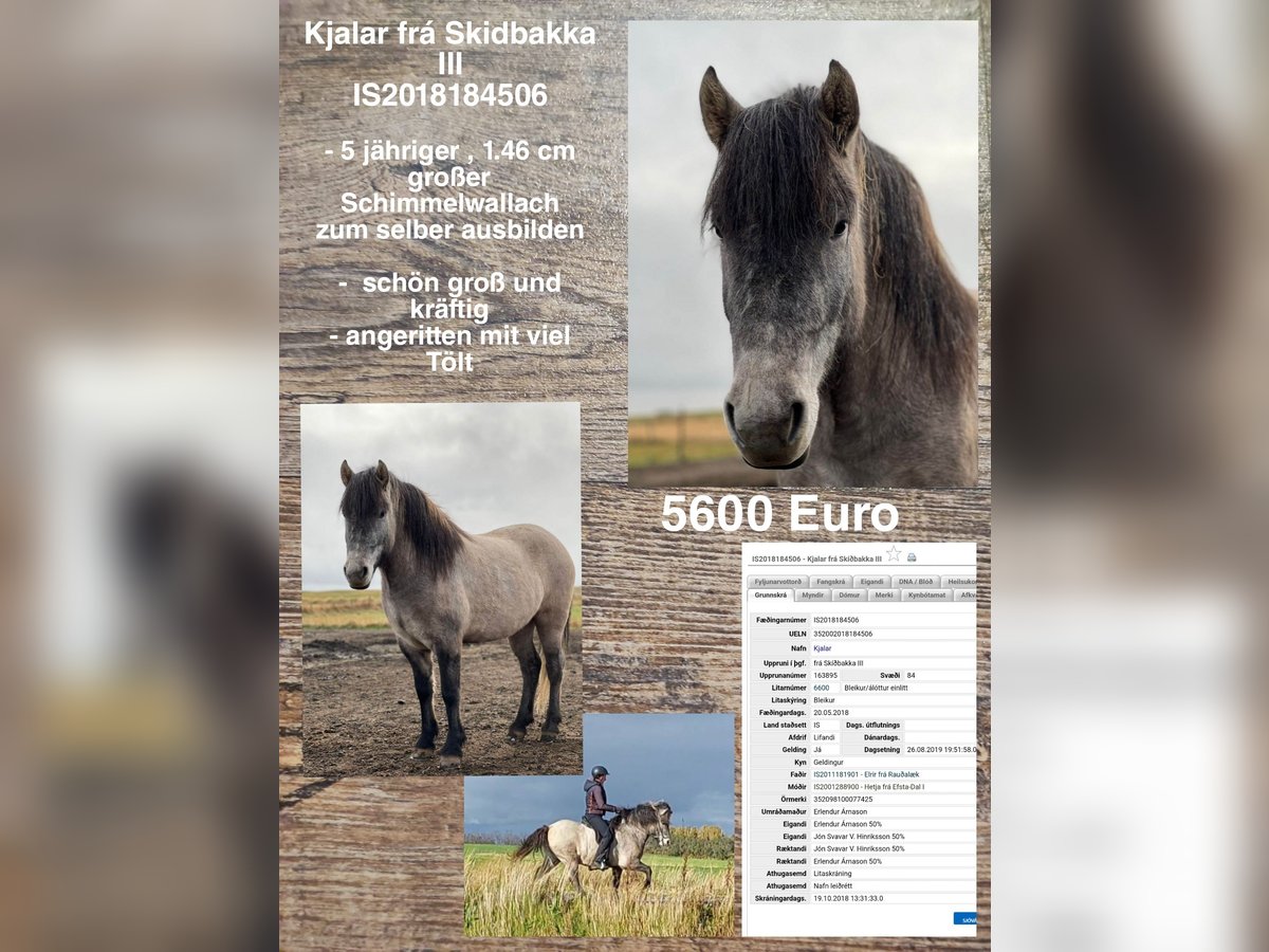 Icelandic Horse Gelding 6 years 14,1 hh Gray in Reykjavik