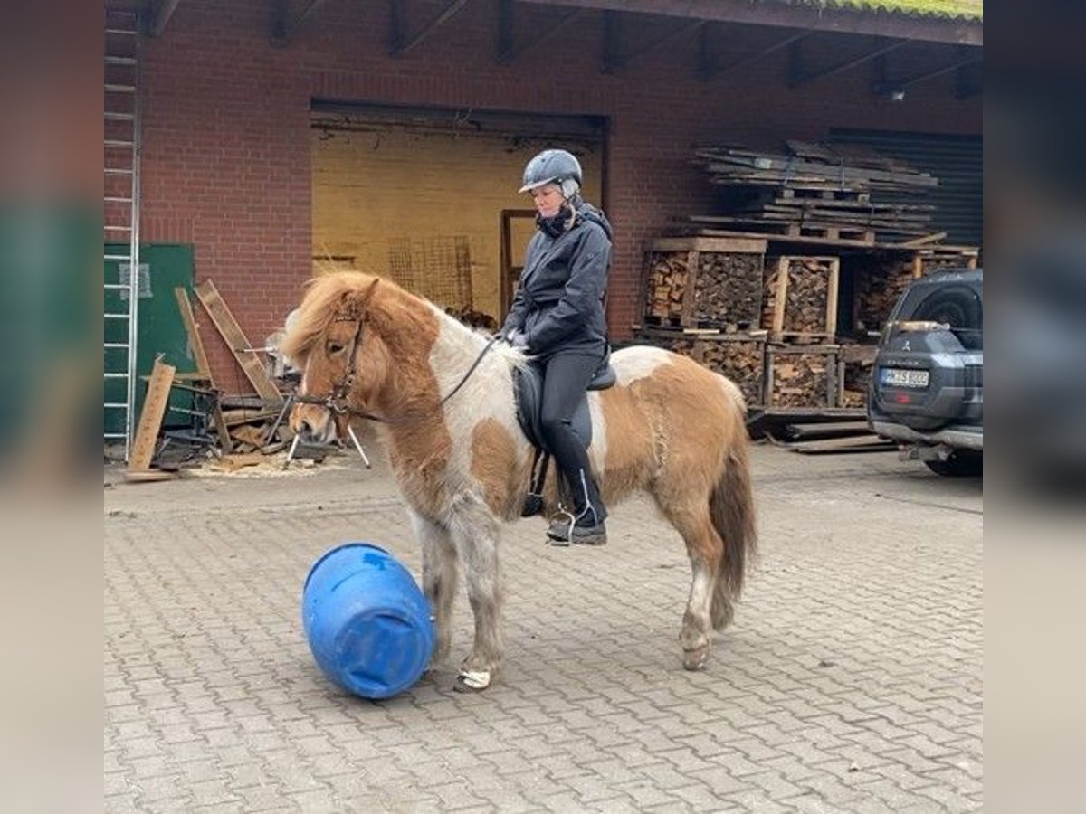 Icelandic Horse Gelding 6 years 14,1 hh Pinto in Schneverdingen