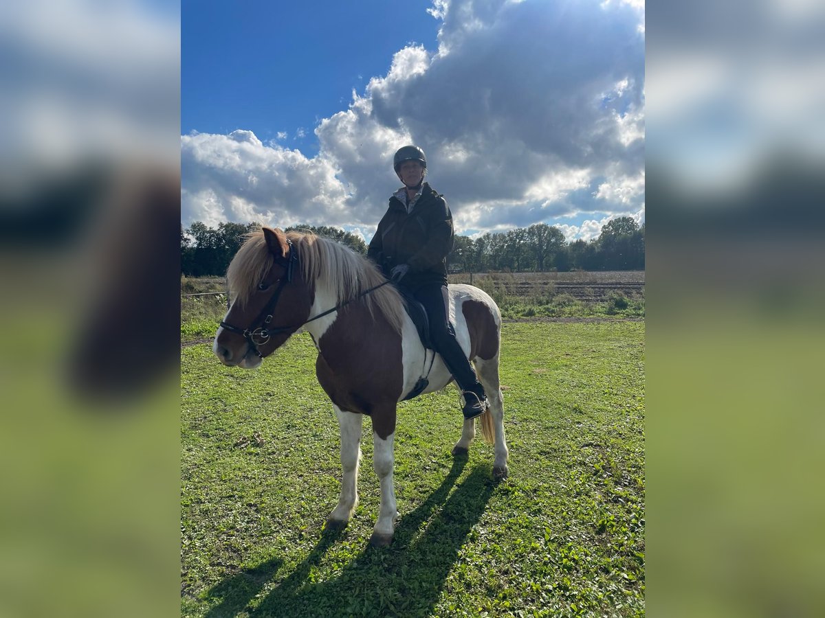 Icelandic Horse Gelding 6 years 14,2 hh Pinto in Lingen