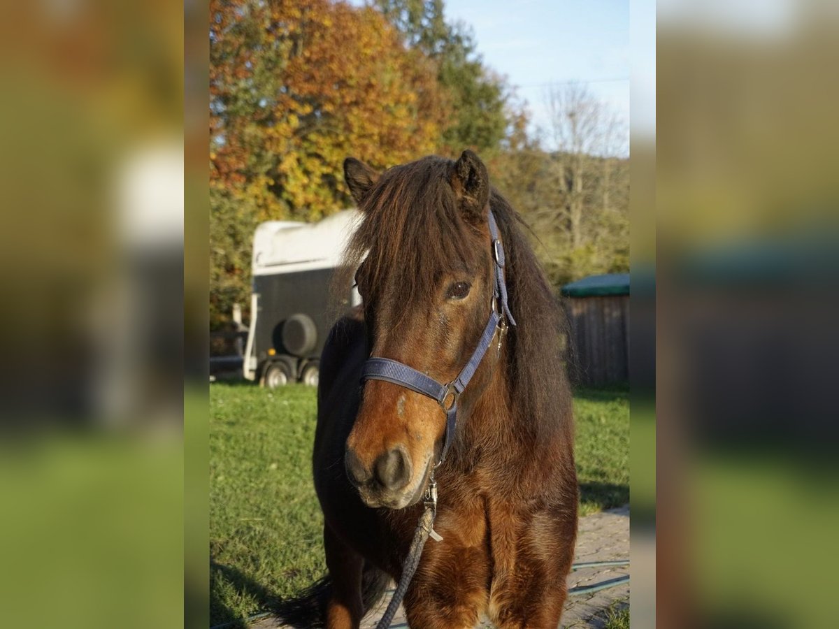 Icelandic Horse Gelding 6 years 14 hh Bay-Dark in Emmendingen