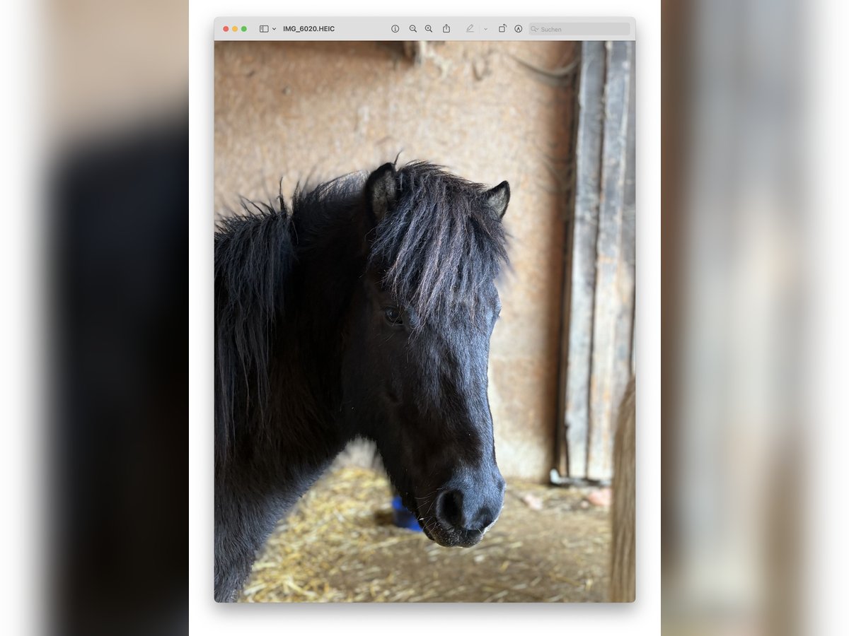 Icelandic Horse Gelding 6 years 14,1 hh Black in Sonntag Seeberg