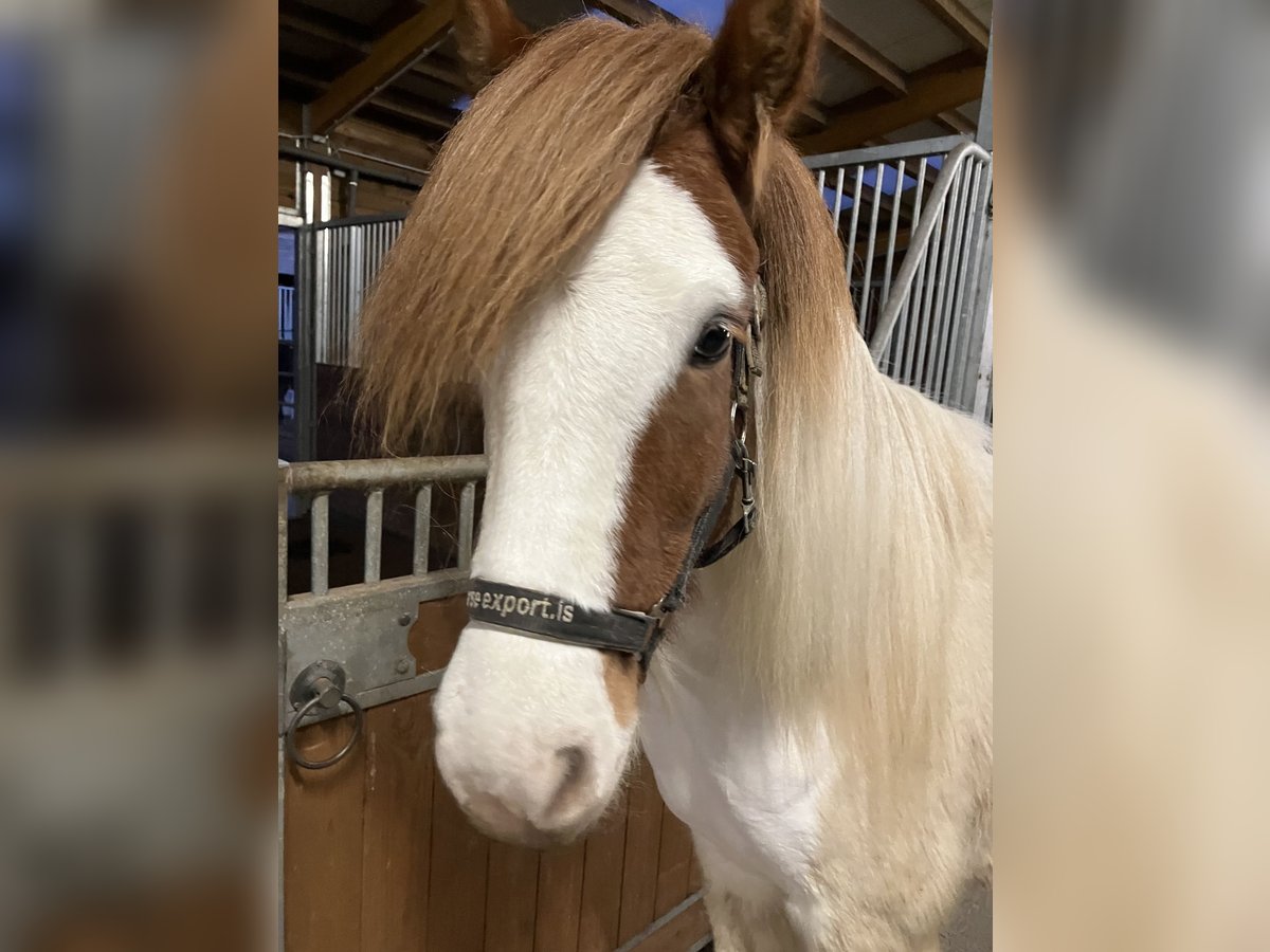Icelandic Horse Gelding 6 years 14,1 hh Pinto in Lassee