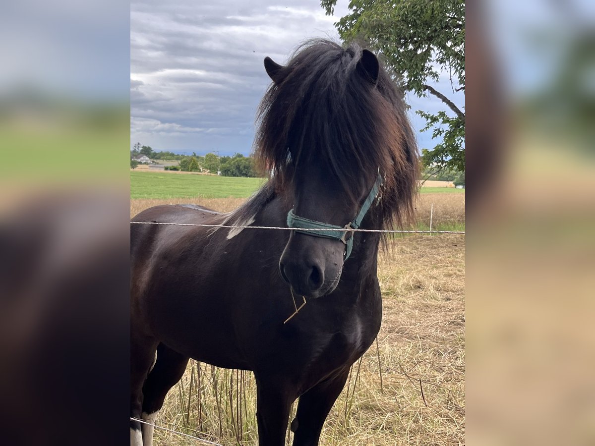 Icelandic Horse Gelding 6 years 14,1 hh Pinto in Rosbach vor der H&#xF6;he Ober-RosbachRosbach