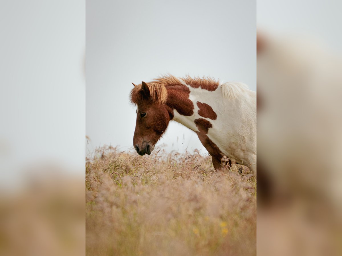 Icelandic Horse Gelding 6 years Pinto in N&#xFC;mbrecht