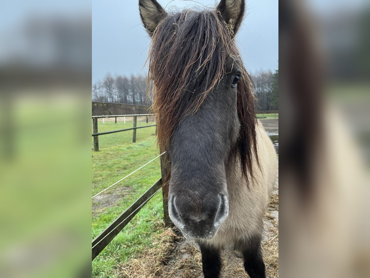 Icelandic Horse Gelding 7 years 13,1 hh Dun in Heiden