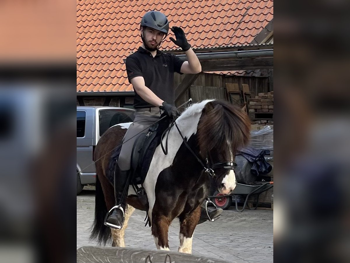 Icelandic Horse Gelding 7 years 13,1 hh Pinto in Nienhagen