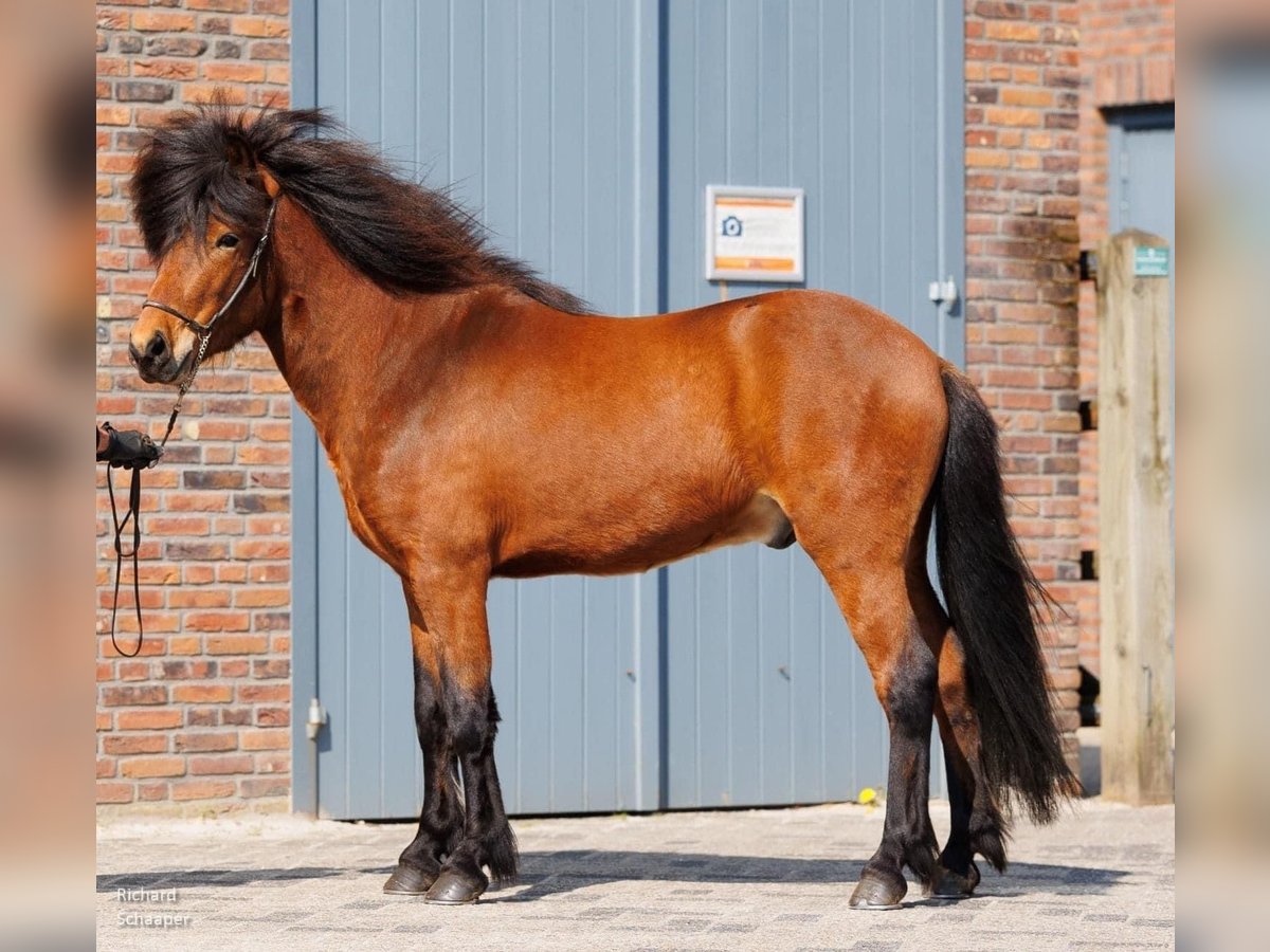 Icelandic Horse Gelding 7 years 13,2 hh Brown in Schipluiden