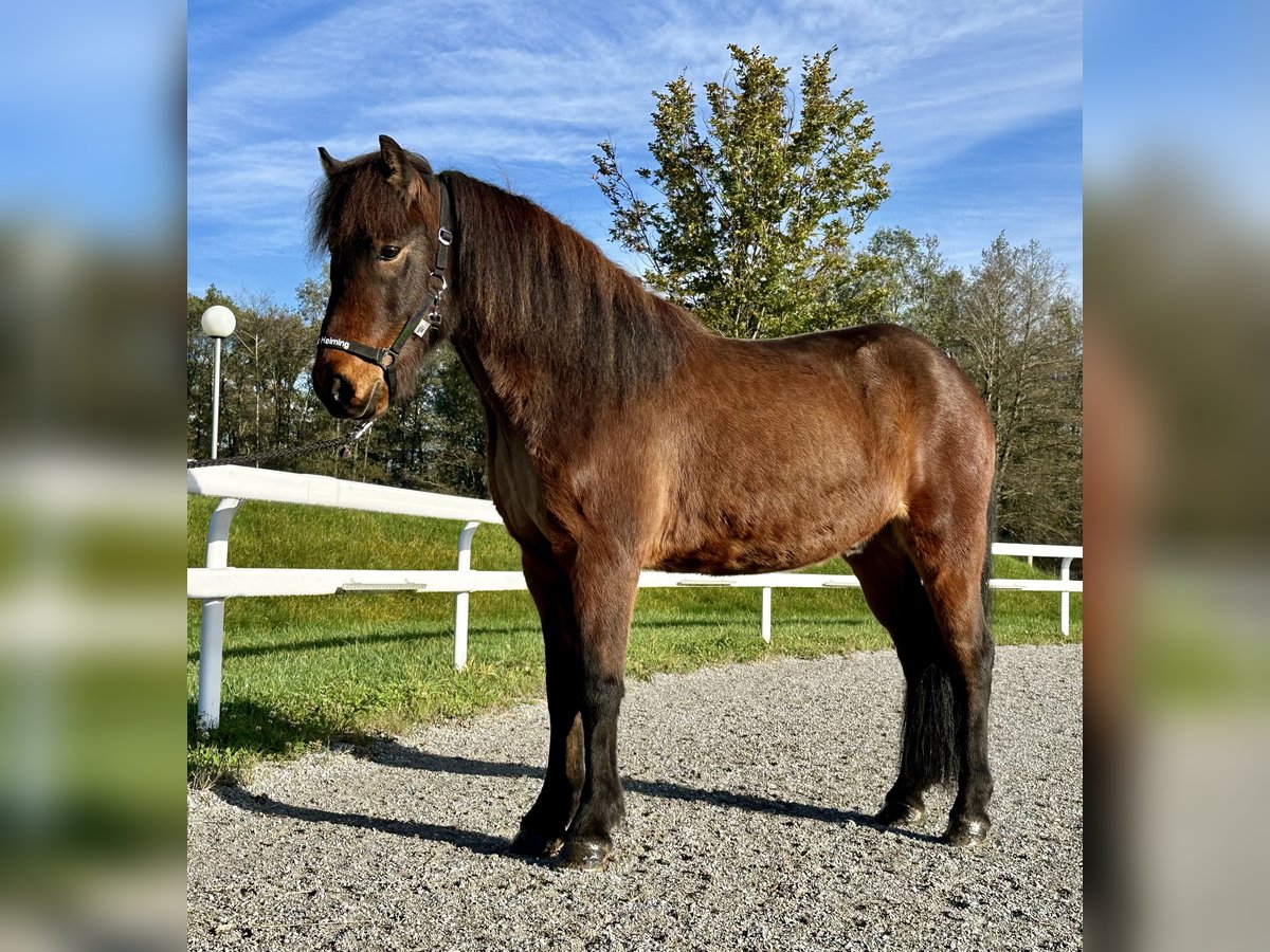 Icelandic Horse Gelding 7 years 13,3 hh Brown in Schechen