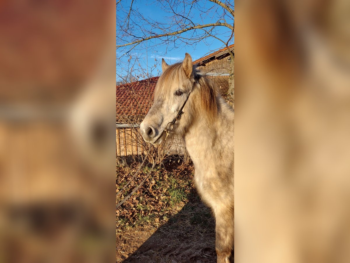 Icelandic Horse Gelding 7 years 13,3 hh Gray in Spalt