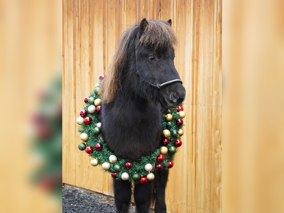 Icelandic Horse Gelding 7 years 13 hh Black in Euskirchen