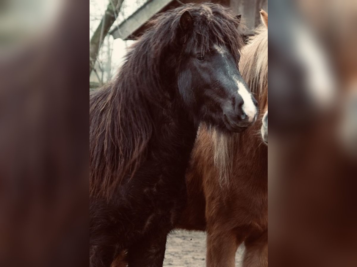 Icelandic Horse Gelding 7 years 13,2 hh Black in L&#xFC;dinghausen