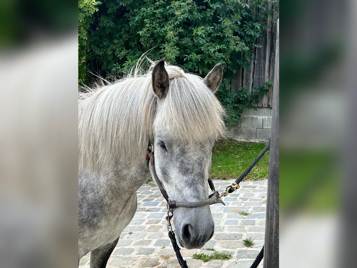 Icelandic Horse Gelding 7 years 14,1 hh Gray-Dapple in Feldkirchen an der Donau