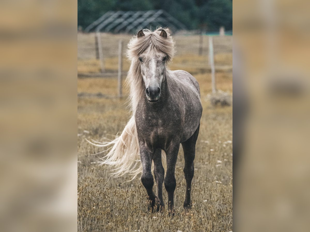 Icelandic Horse Gelding 7 years 14,1 hh Gray in Lehmrade