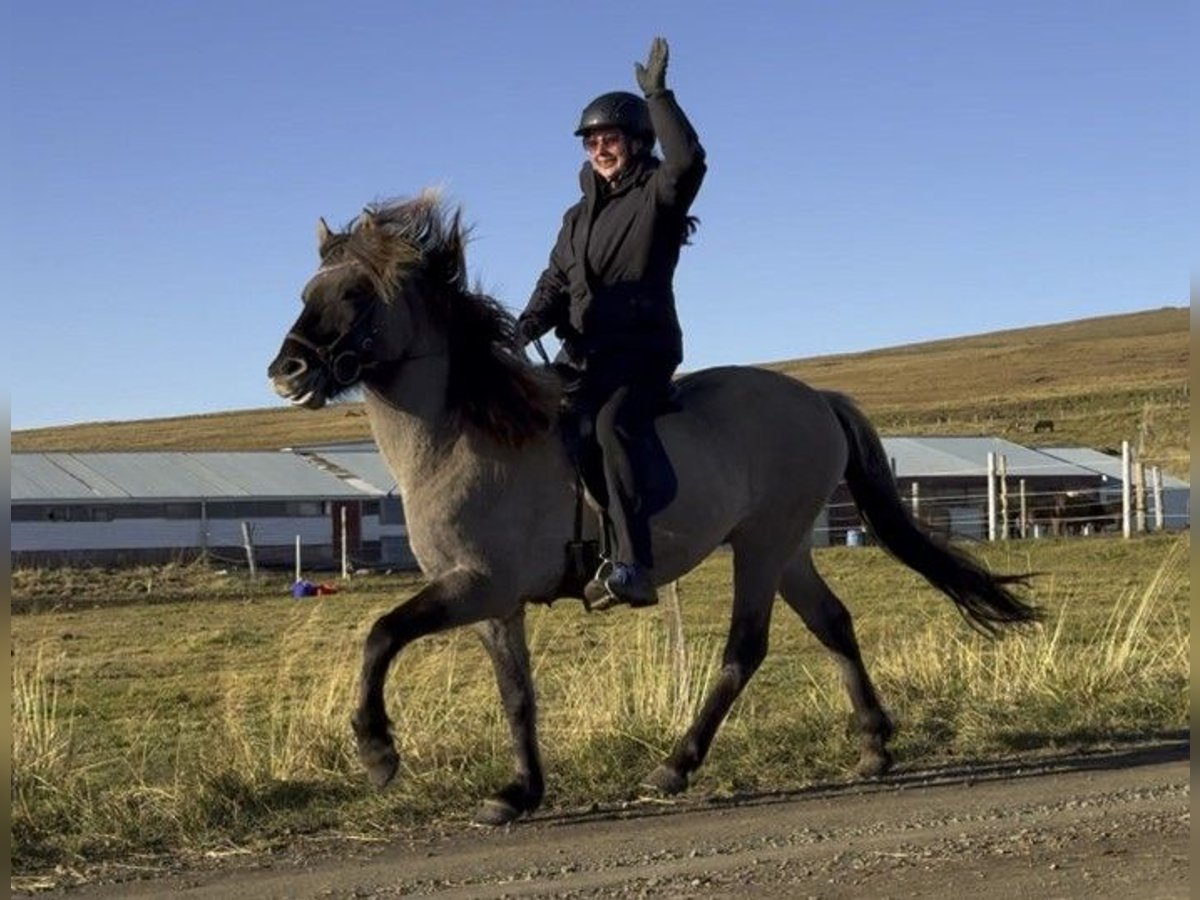 Icelandic Horse Gelding 7 years 14,2 hh Dun in Schneverdingen