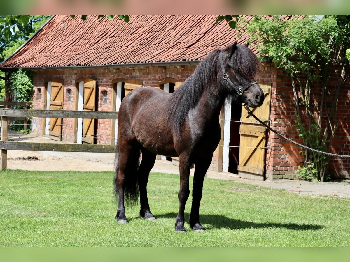 Icelandic Horse Gelding 7 years 14,2 hh in Farven