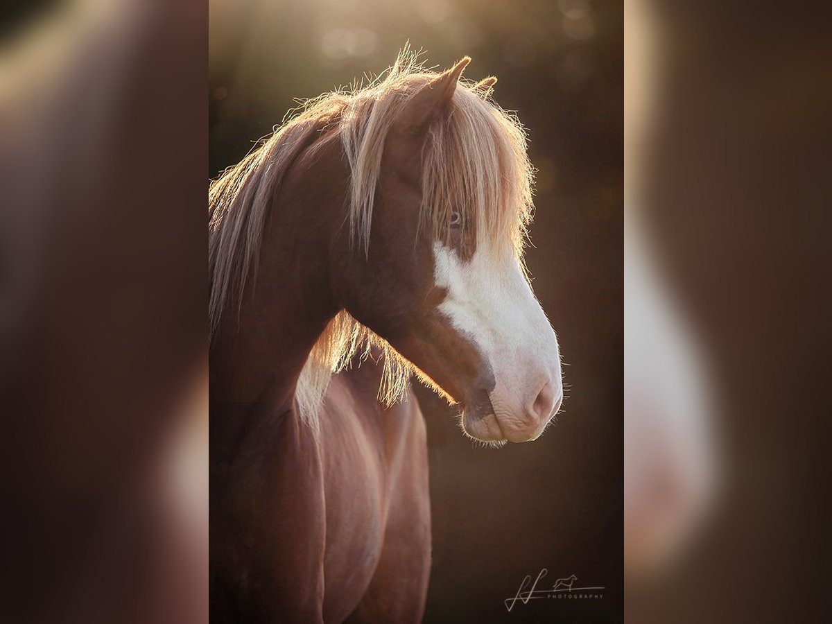 Icelandic Horse Gelding 7 years 14 hh Chestnut in Stegen