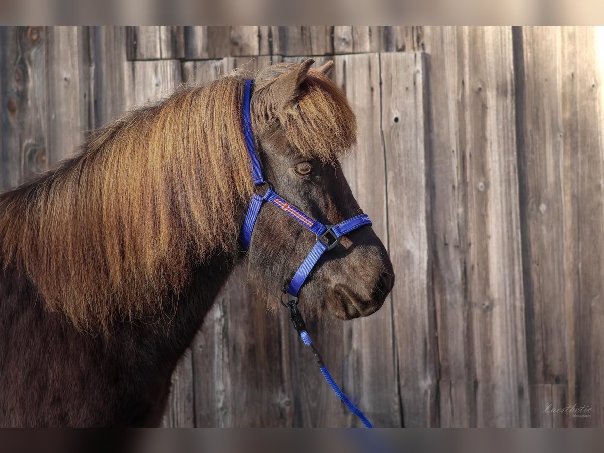 Icelandic Horse Gelding 7 years Black in Stra&#xDF;walchen