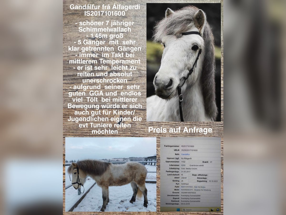Icelandic Horse Gelding 7 years Gray in Reykjavik