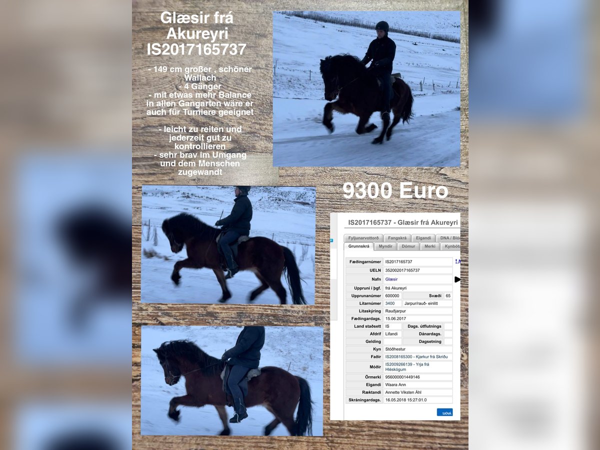 Icelandic Horse Gelding 7 years in Reykjavik