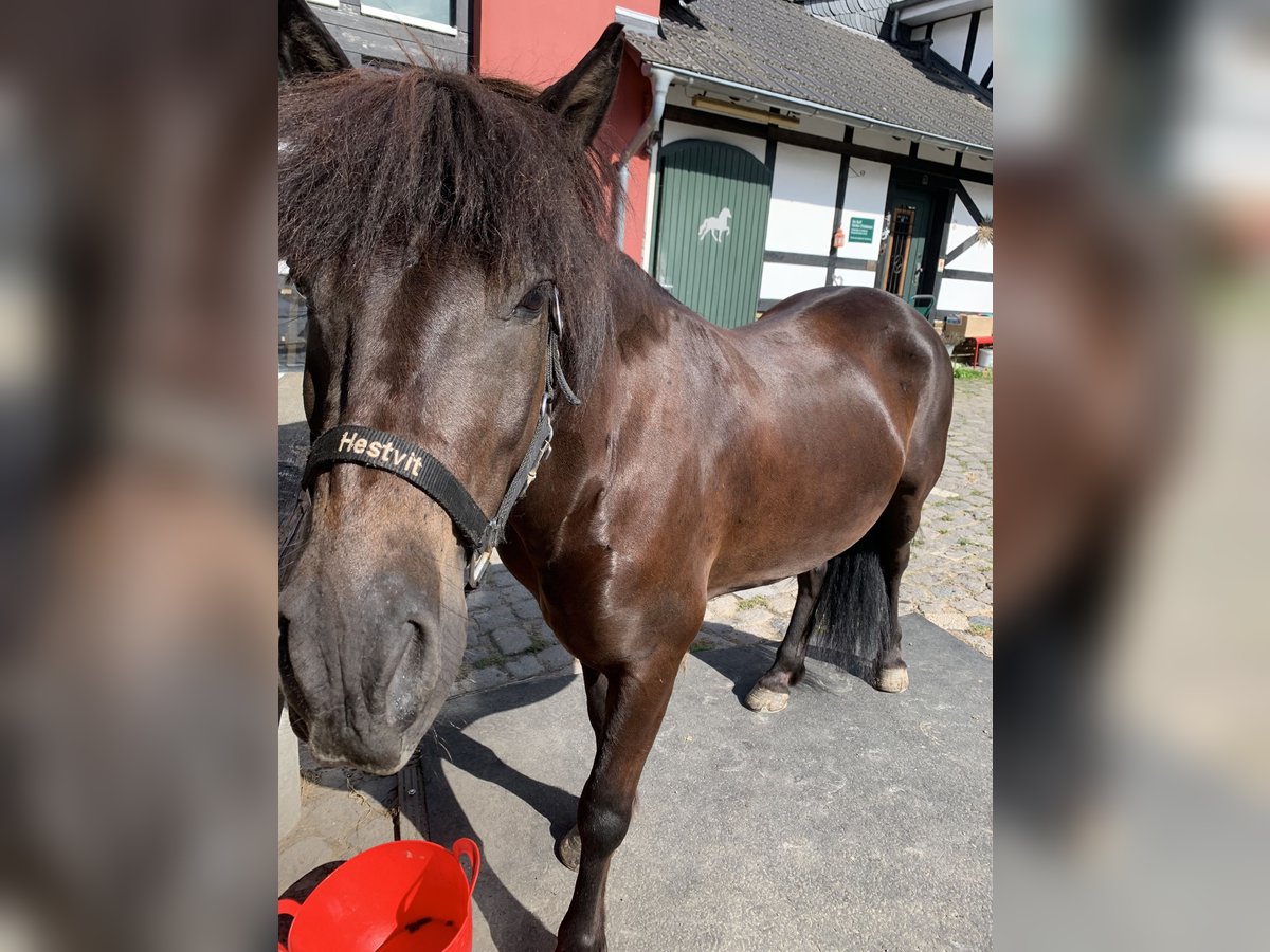 Icelandic Horse Gelding 8 years 13,1 hh Black in Oberstenfeld