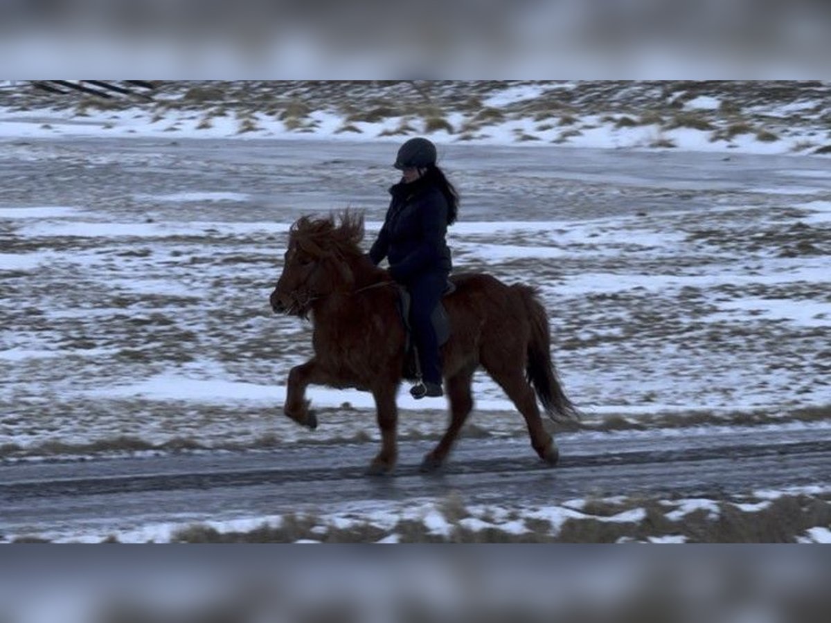 Icelandic Horse Gelding 8 years 13,1 hh Chestnut-Red in Schneverdingen