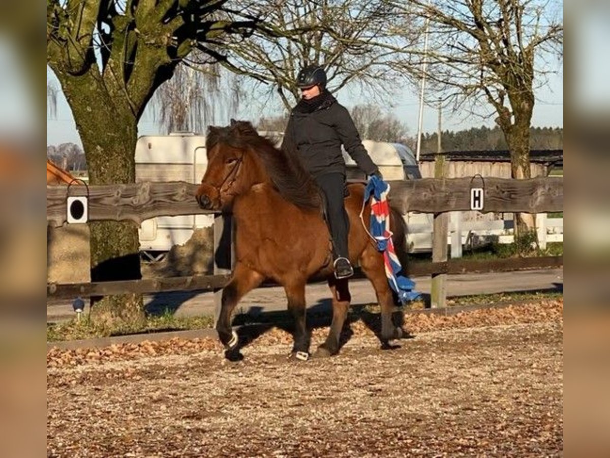 Icelandic Horse Gelding 8 years 13,2 hh Brown in Schneverdingen