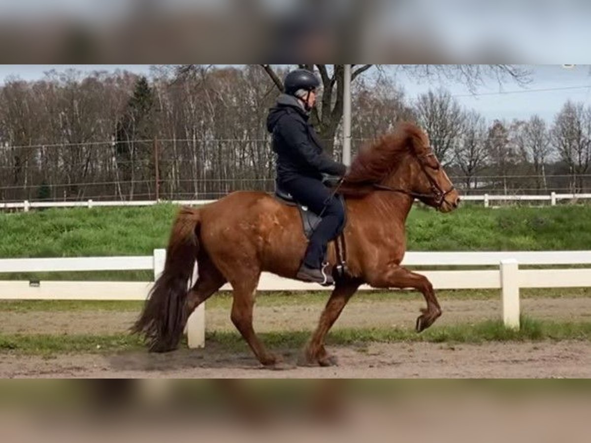 Icelandic Horse Gelding 8 years 13,2 hh Chestnut-Red in Schneverdingen