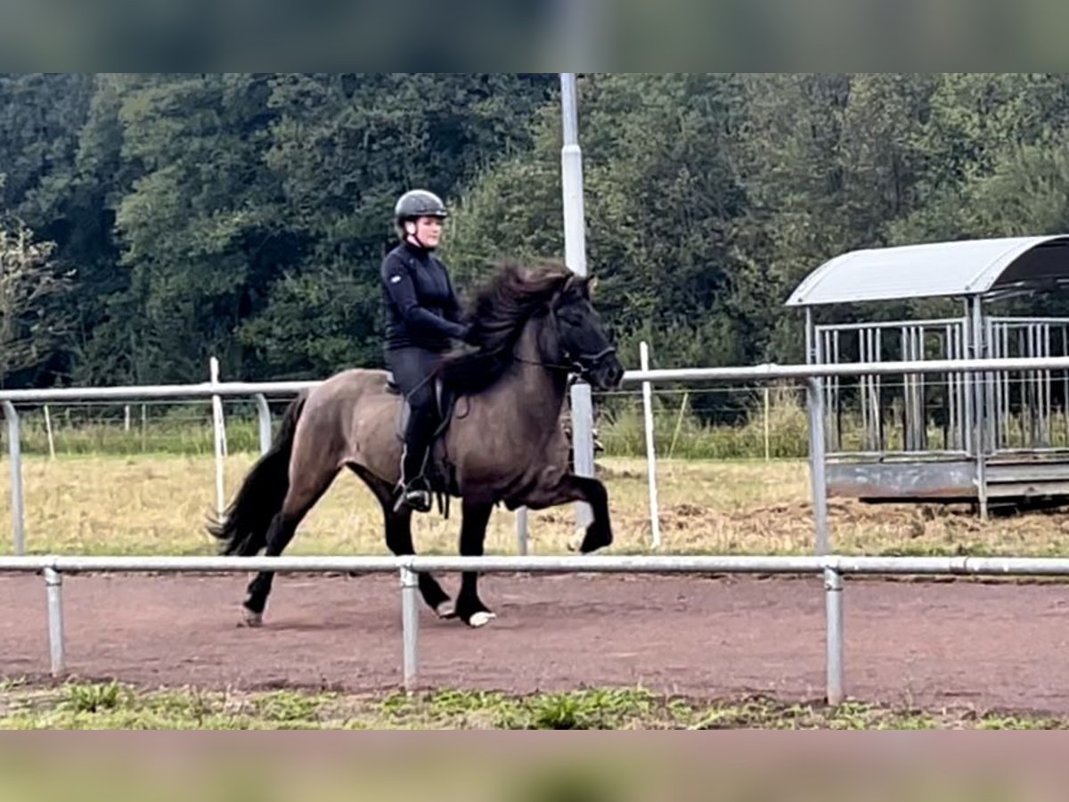 Icelandic Horse Gelding 8 years 13,2 hh Dun in Soltau