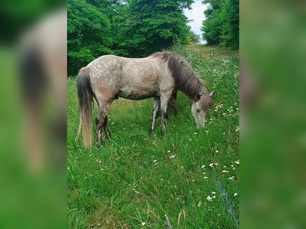 Icelandic Horse Gelding 8 years 13,2 hh Gray-Dapple in Schwechat