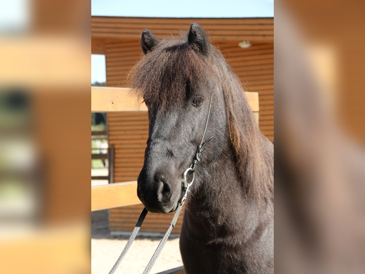 Icelandic Horse Gelding 8 years 13,3 hh Black in Soltau