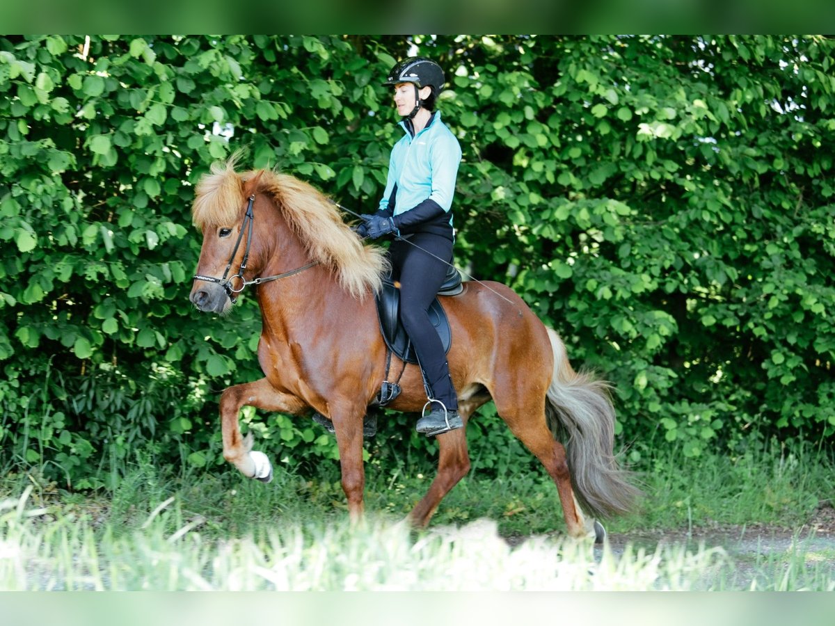 Icelandic Horse Gelding 8 years 14 hh Chestnut-Red in Taufkirchen an der Trattnach