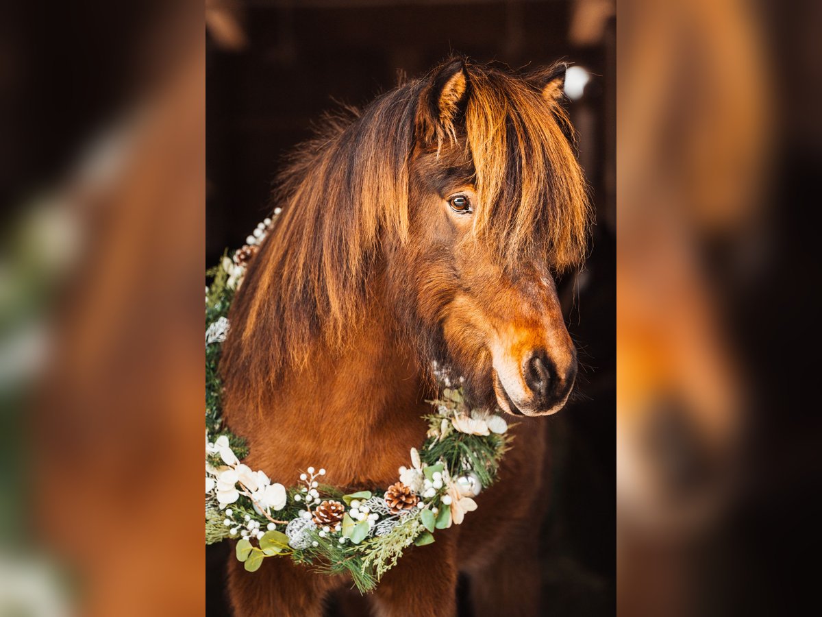 Icelandic Horse Gelding 8 years 14,1 hh Brown in Ober-M&#xF6;rlen