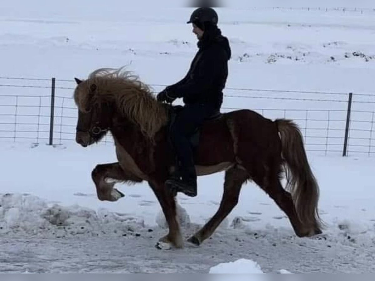 Icelandic Horse Gelding 8 years 14,1 hh Chestnut-Red in Ospel