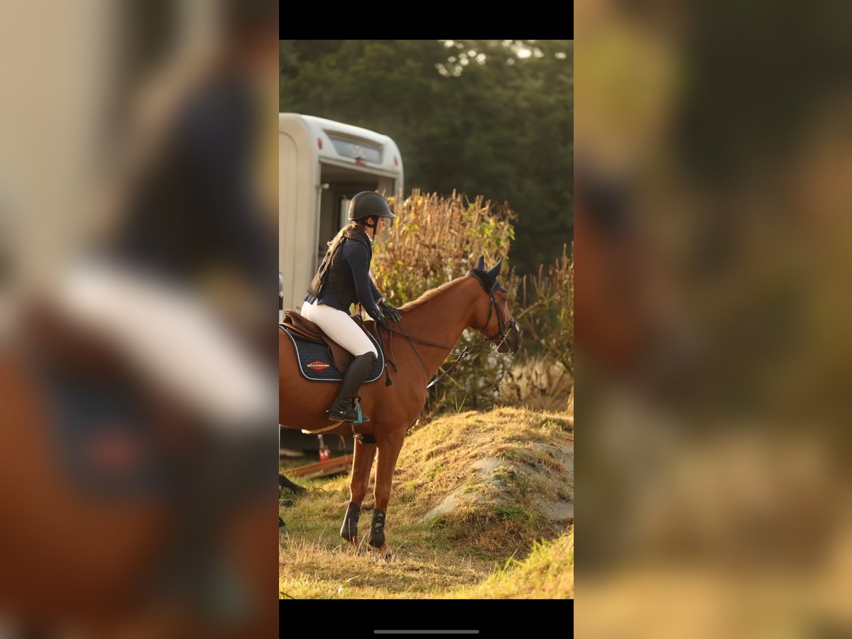 Icelandic Horse Gelding 8 years 16 hh Chestnut-Red in Saint-Malo