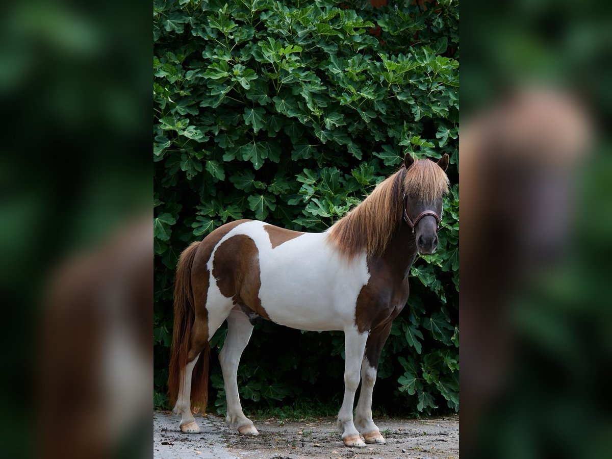 Icelandic Horse Gelding 9 years 13,1 hh Pinto in Henau