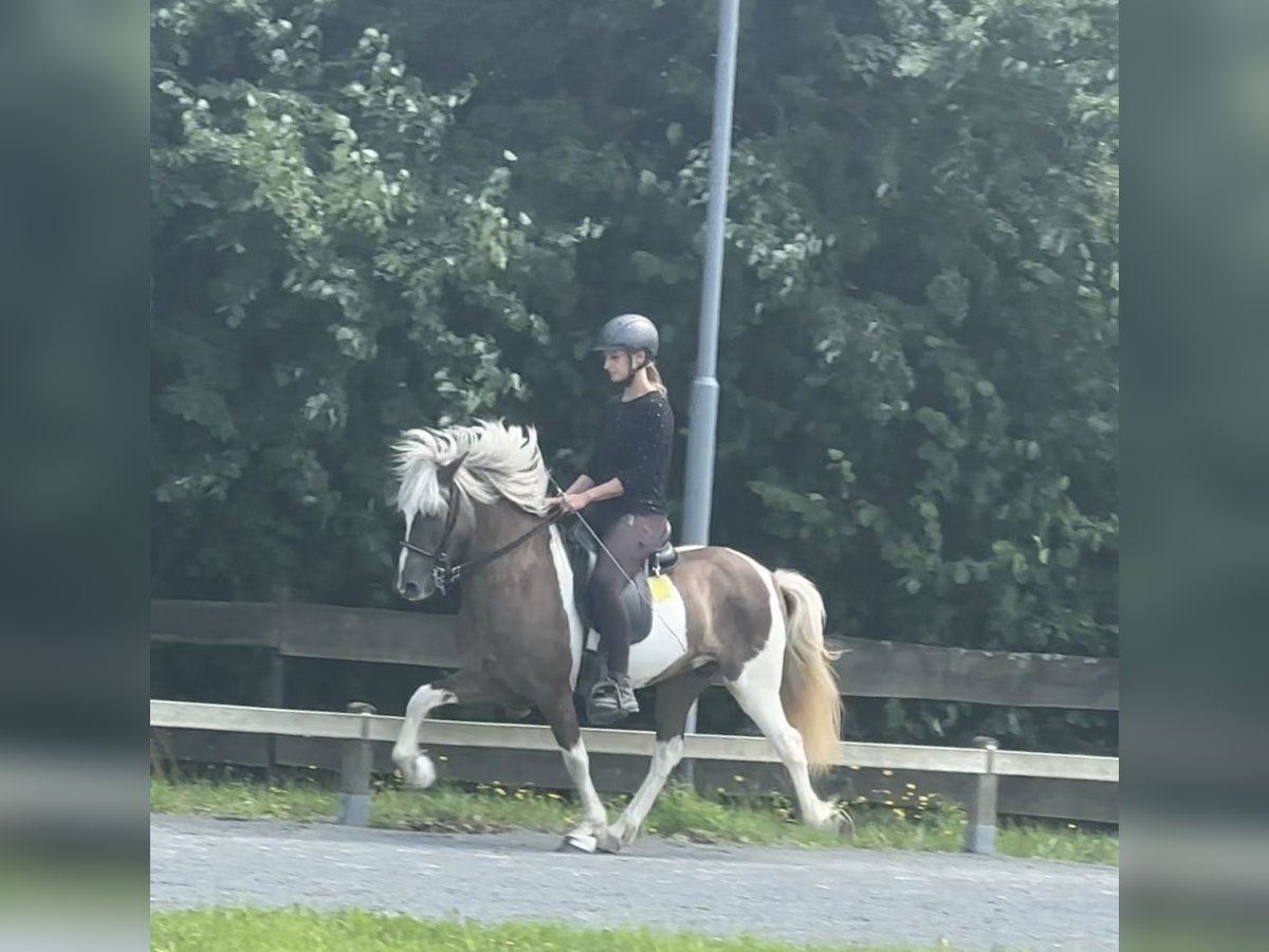 Icelandic Horse Gelding 9 years 13,1 hh Pinto in Lindlar