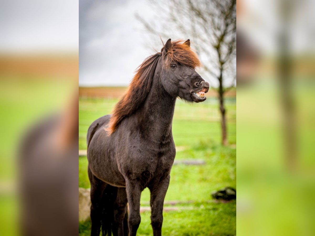 Icelandic Horse Gelding 9 years 13,2 hh Black in Aichtal