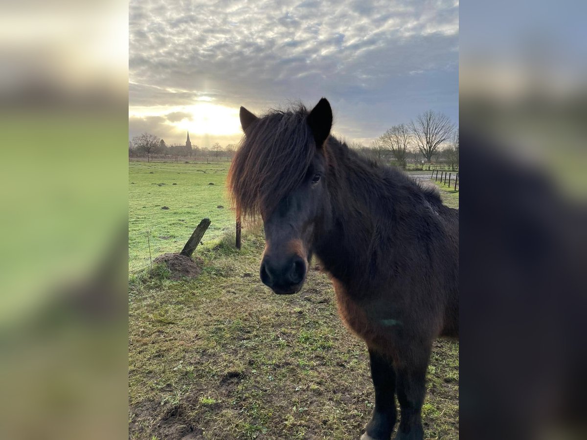 Icelandic Horse Gelding 9 years 13,2 hh Brown in Goch