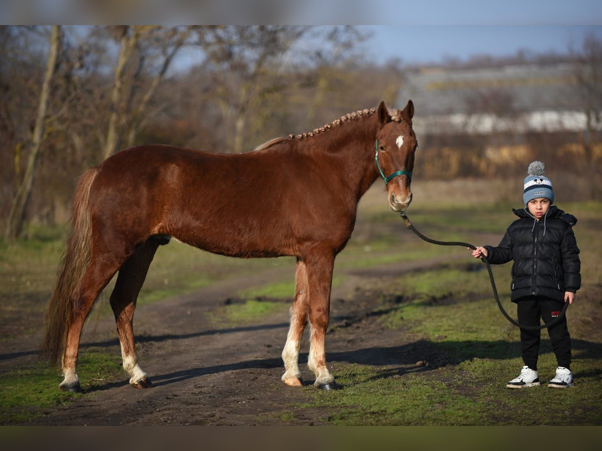 Icelandic Horse Mix Gelding 9 years 14,1 hh Chestnut-Red in Gyula