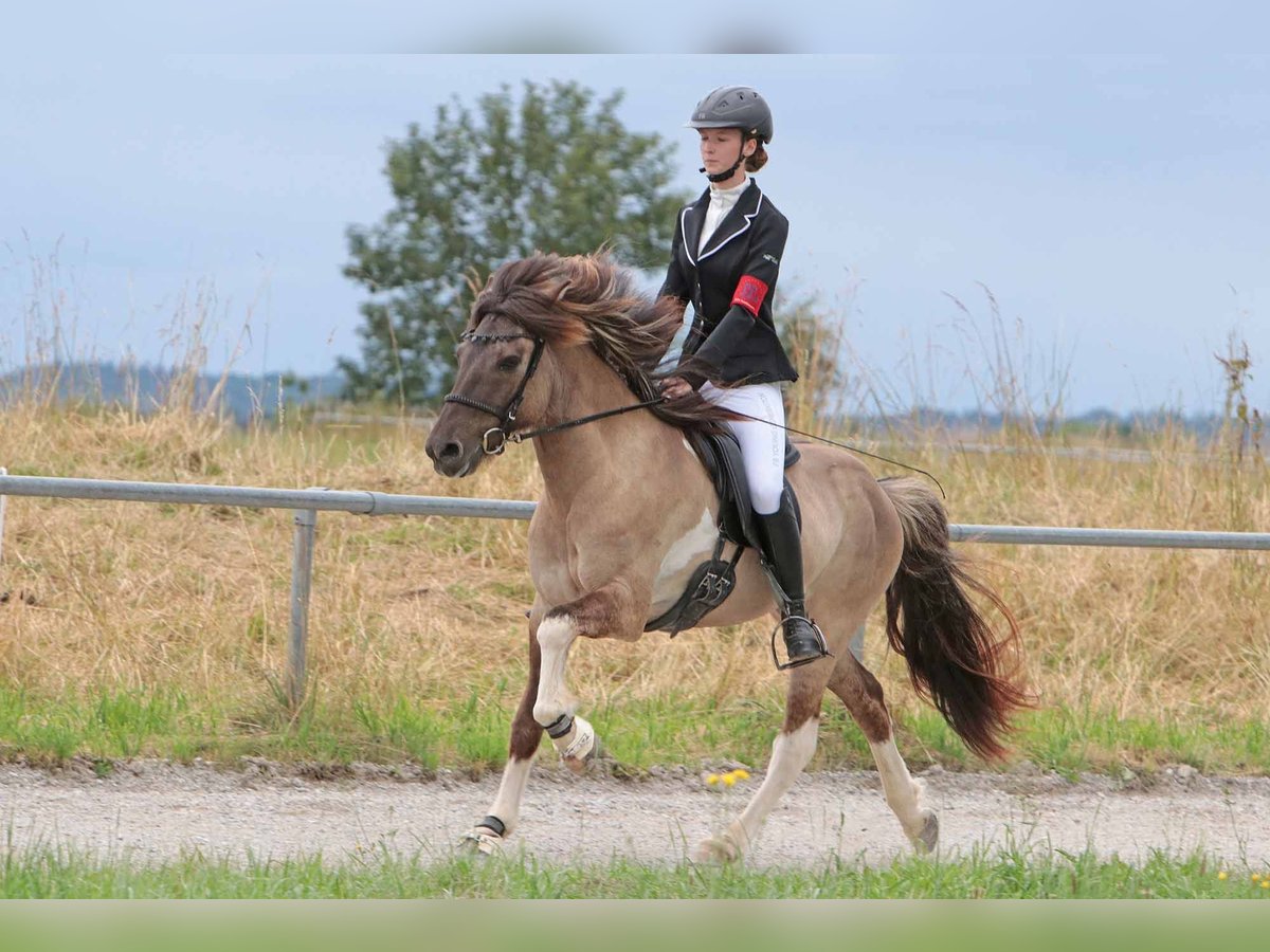 Icelandic Horse Gelding 9 years 14,1 hh Pinto in Fürstenfeldbruck