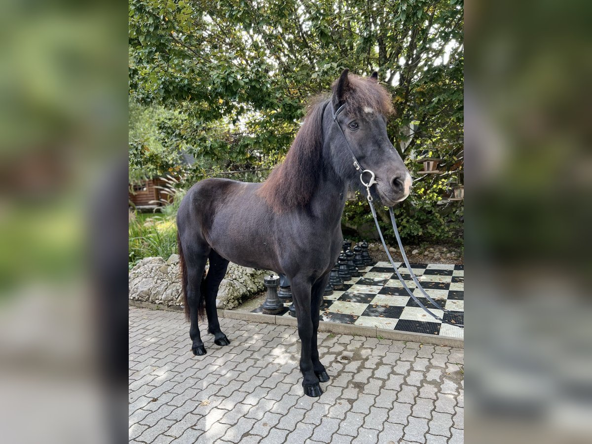 Icelandic Horse Gelding 9 years 14,2 hh Black in Lochen am See